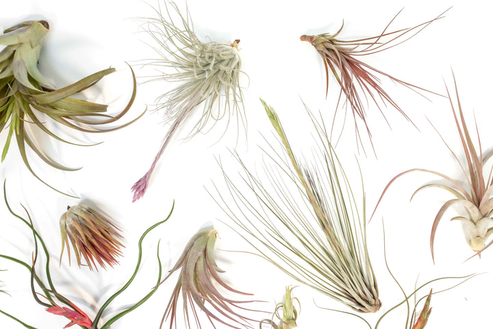 blushing and blooming assorted tillandsia air plants