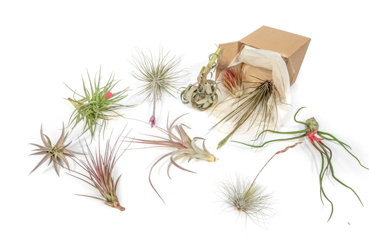 blushing and blooming assorted tillandsia air plants