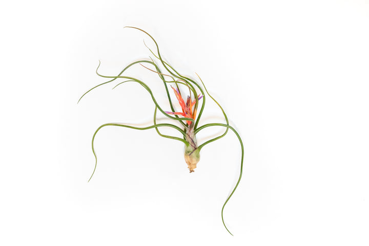 large blooming tillandsia bulbosa belize air plant