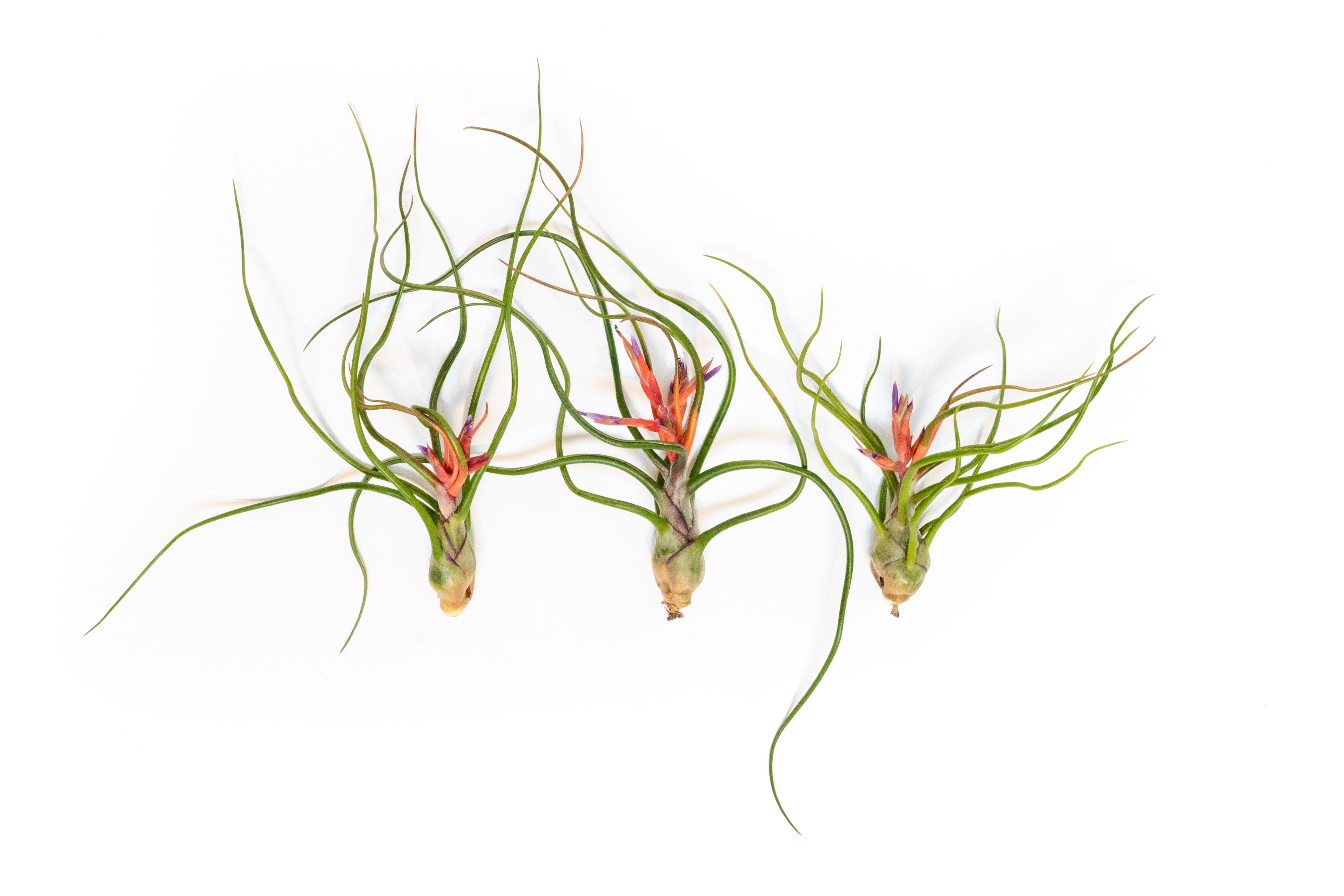 bulbosa belize air plant Wholesale