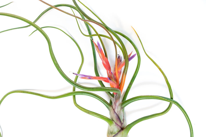 close up of blooms on large tillandsia bulbosa belize air plants