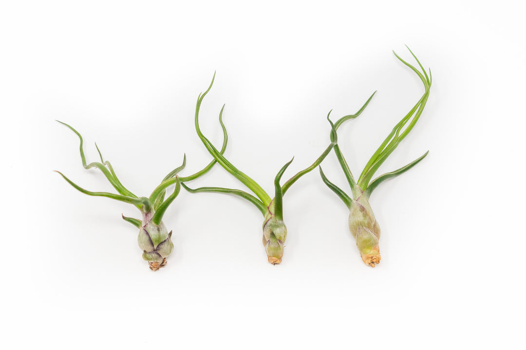 Wholesale - Tillandsia Bulbosa Guatemala Air Plants