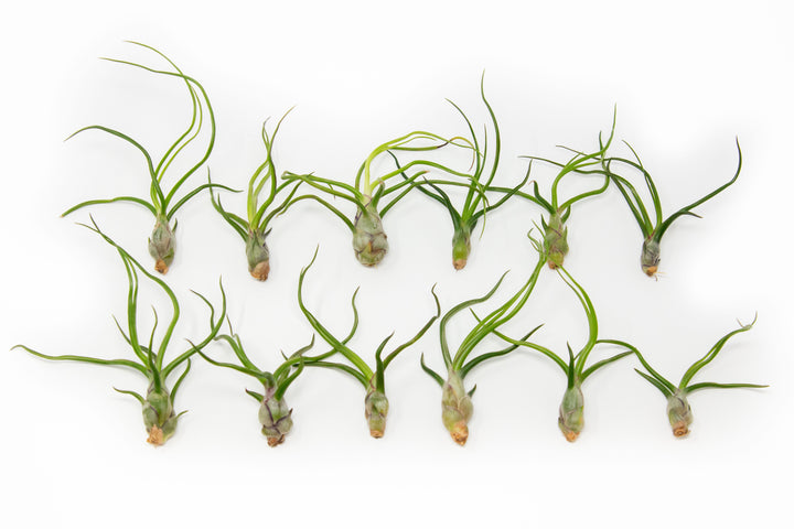 twelve tillandsia bulbosa guatemala air plants