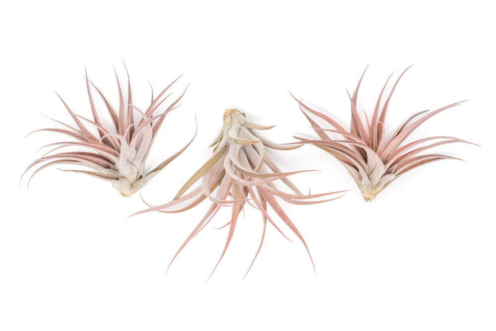 three blushing tillandsia capitata peach air plants
