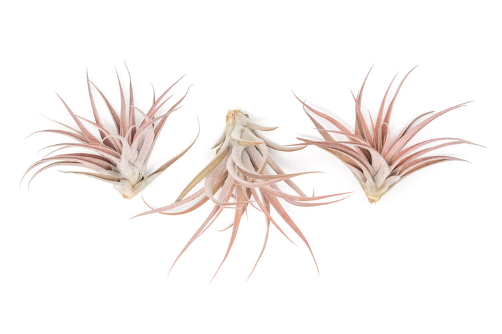 Wholesale - Large Tillandsia Capitata Peach Air Plants / 4-6 Inch Plants