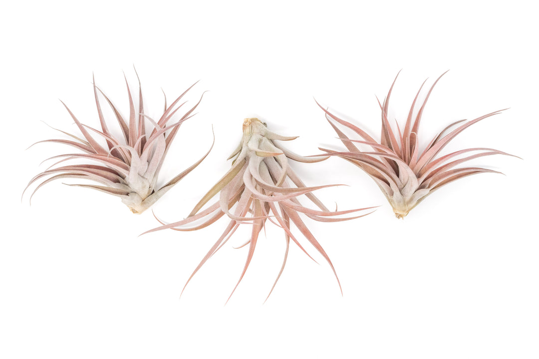 three large blushing tillandsia capitata peach air plants