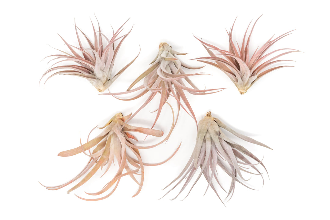 Wholesale - Large Tillandsia Capitata Peach Air Plants / 4-6 Inch Plants