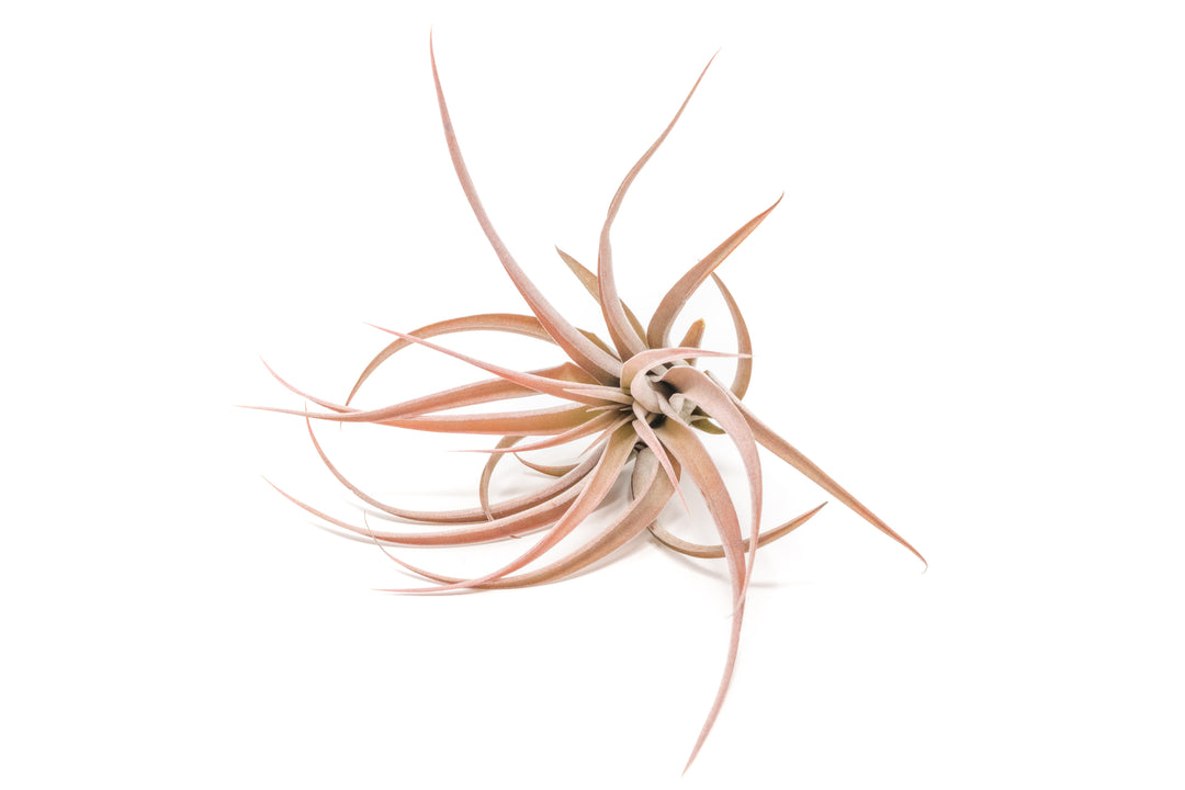 blushing tillandsia capitata peach air plant