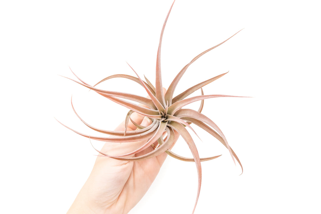 hand holding large blushing tillandsia capitata peach air plant