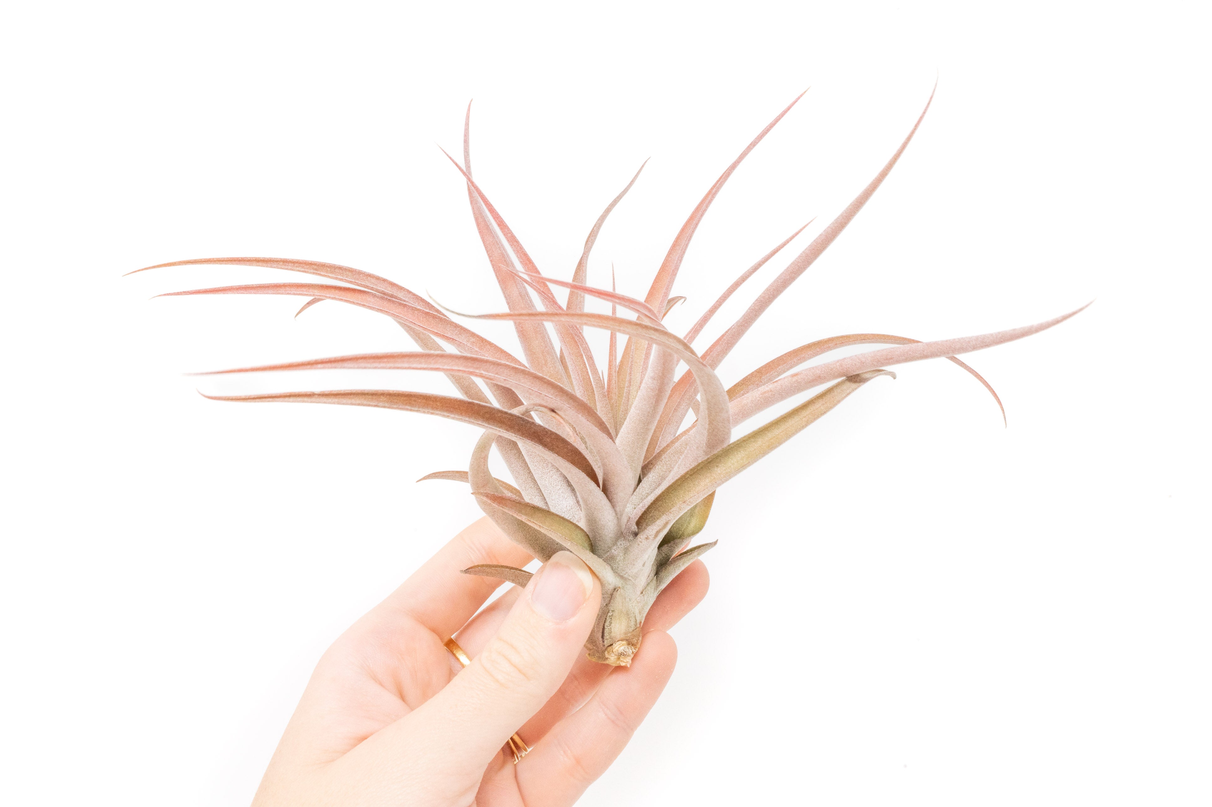 capitata peach air plant XL Tillandsia Capitata Peach Air Plants / 7-9 Inch Plants