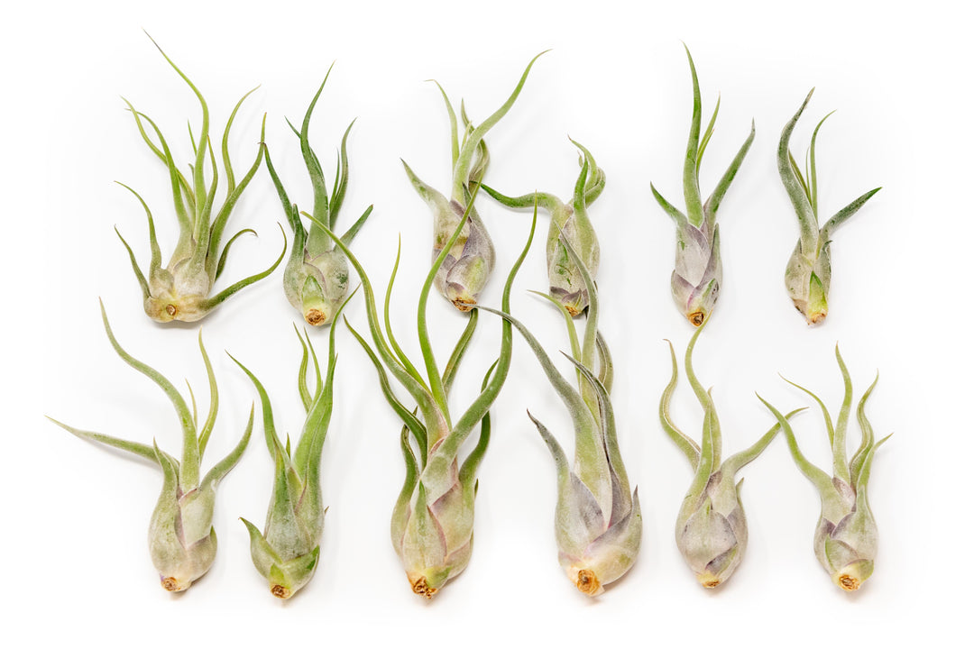 twelve tillandsia caput medsuae air plants