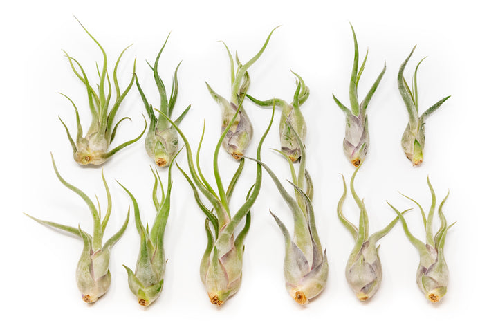 twelve tillandsia caput medsuae air plants