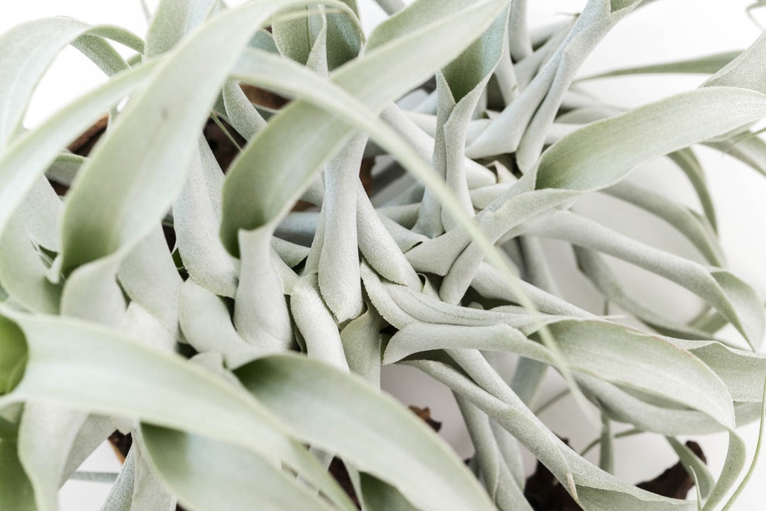 close up of tillandsia cacticola air plant