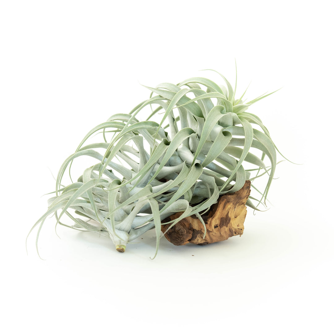 tillandsia cacticola air plant