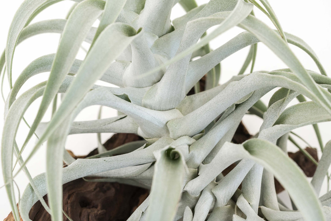 close up of tillandsia cacticola air plant