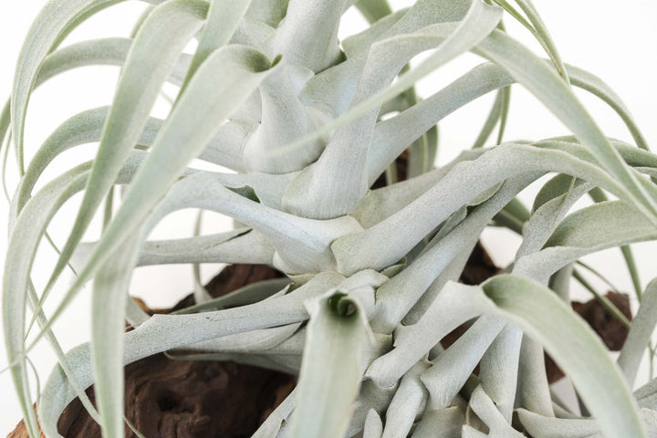 close up of tillandsia cacticola air plant