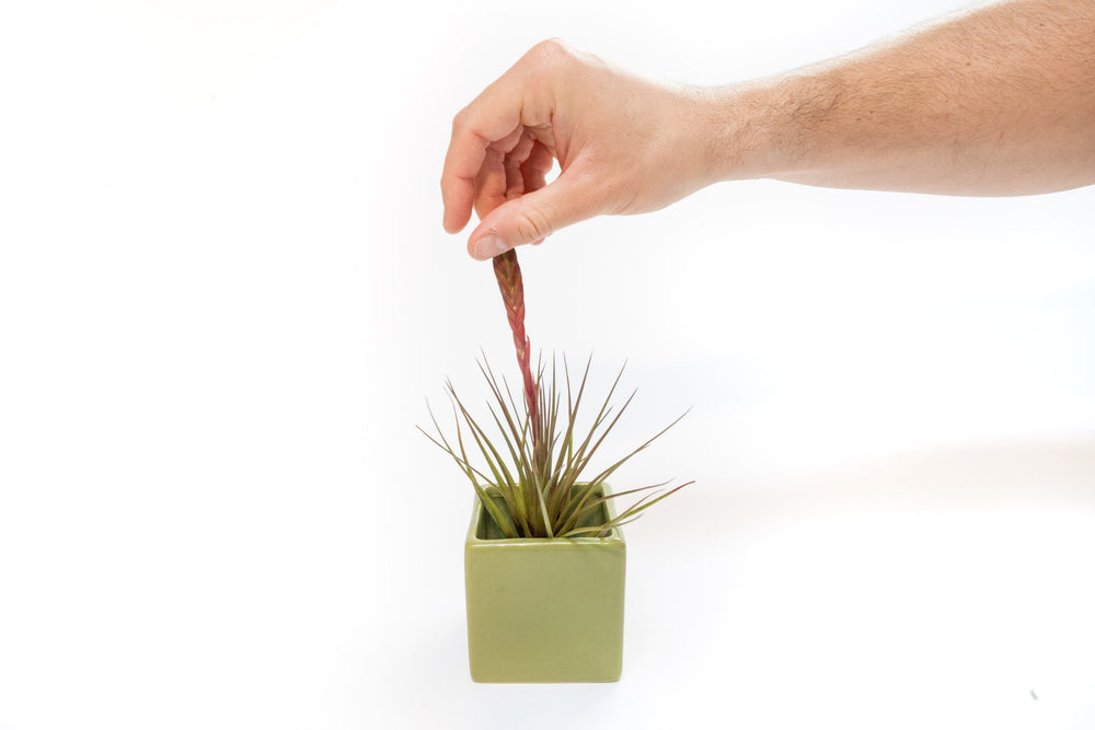green ceramic cube with blushing tillandsia melanocrater air plant