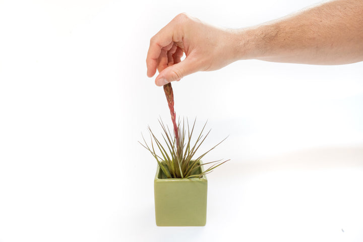 green ceramic cube with blushing tillandsia melanocrater air plant