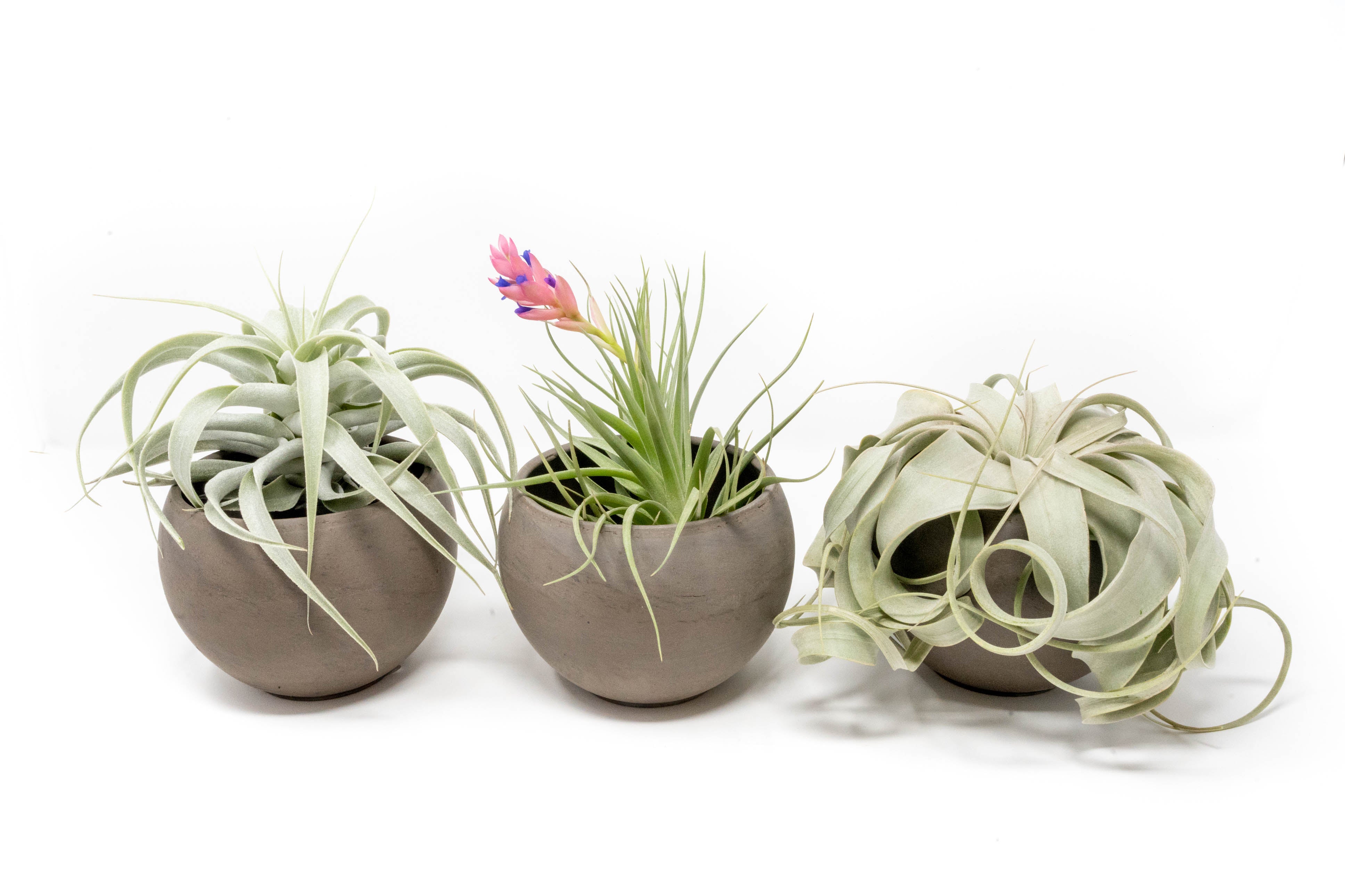3 Charcoal Clay Containers with Premium Tillandsia Air Plants