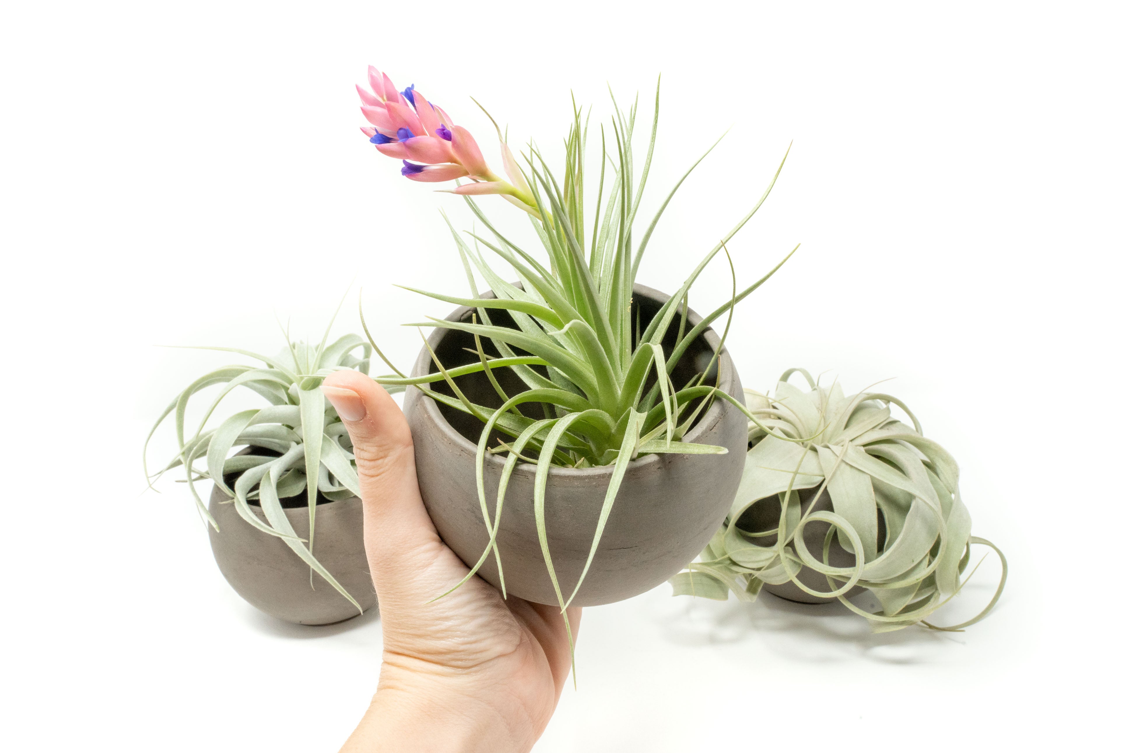 air plant vessels Charcoal Clay Container with Premium Tillandsia Air Plant