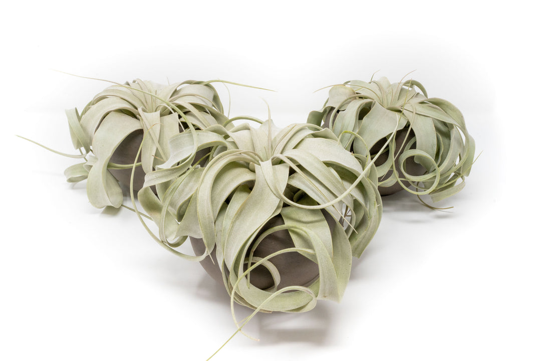 3 Charcoal Clay Containers with Tillandsia Xerographica Air Plants