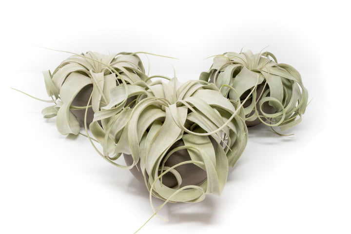 3 Charcoal Clay Containers with Tillandsia Xerographica Air Plants