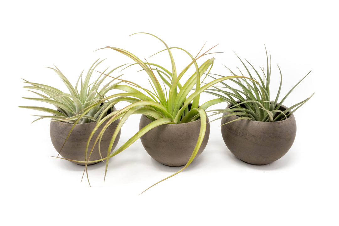 3 Charcoal Clay Containers with Premium Tillandsia Air Plants