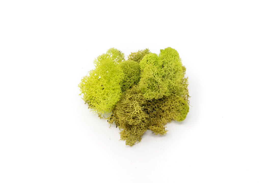 Chartreuse Reindeer Moss