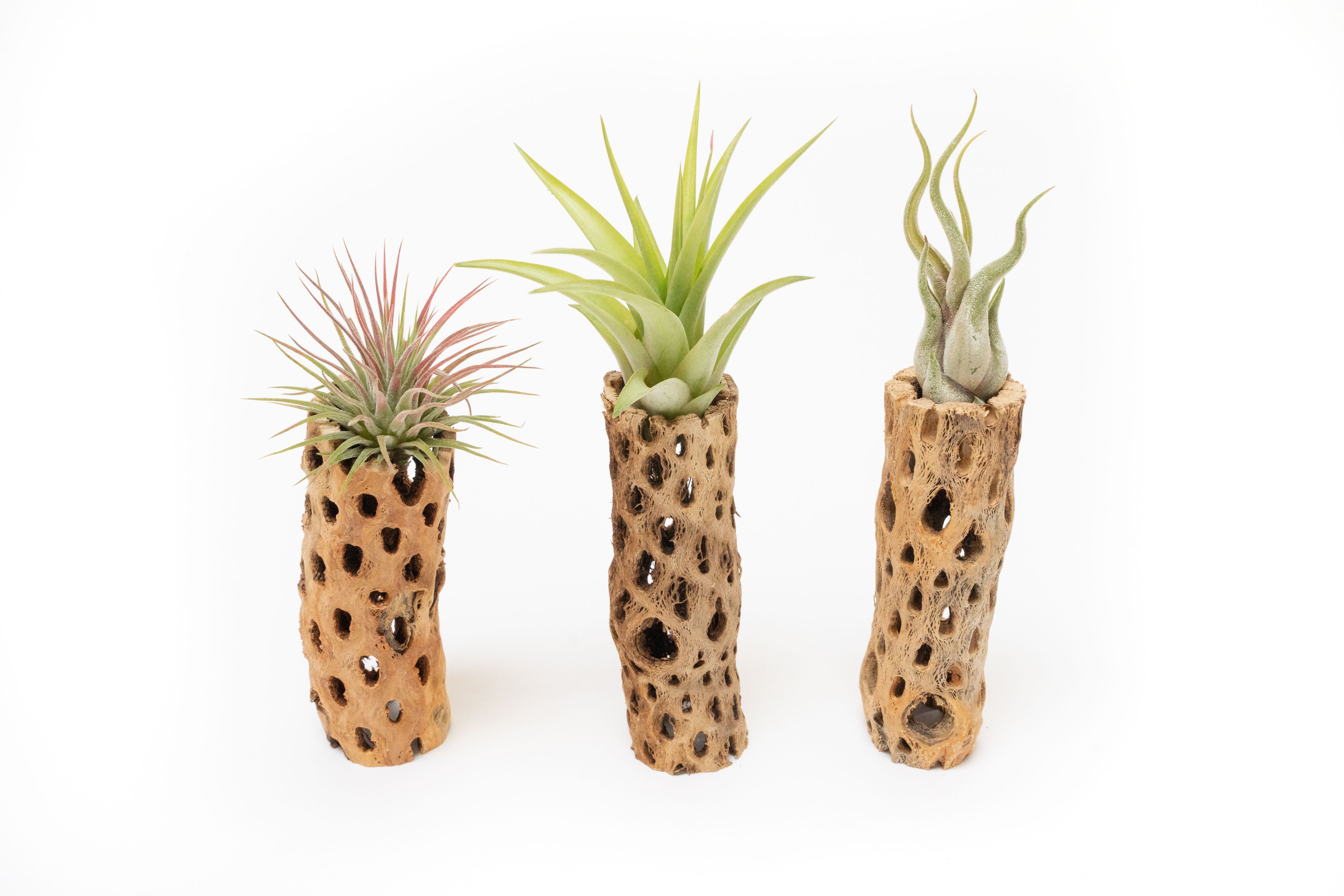 cholla wood air plant Natural Cholla Wood Container