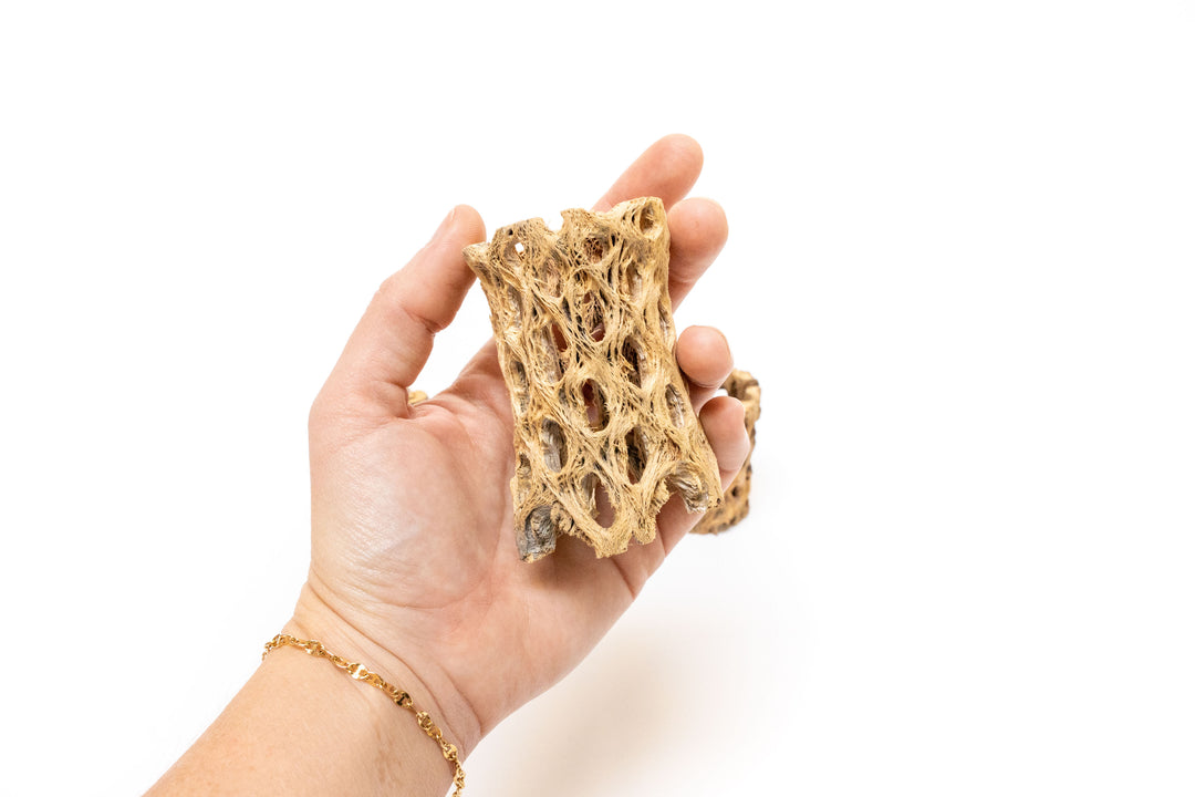 hand holding 3 inch cholla wood container