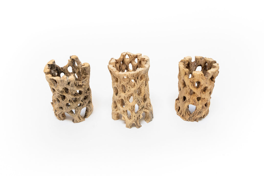 three 3 inch cholla wood containers