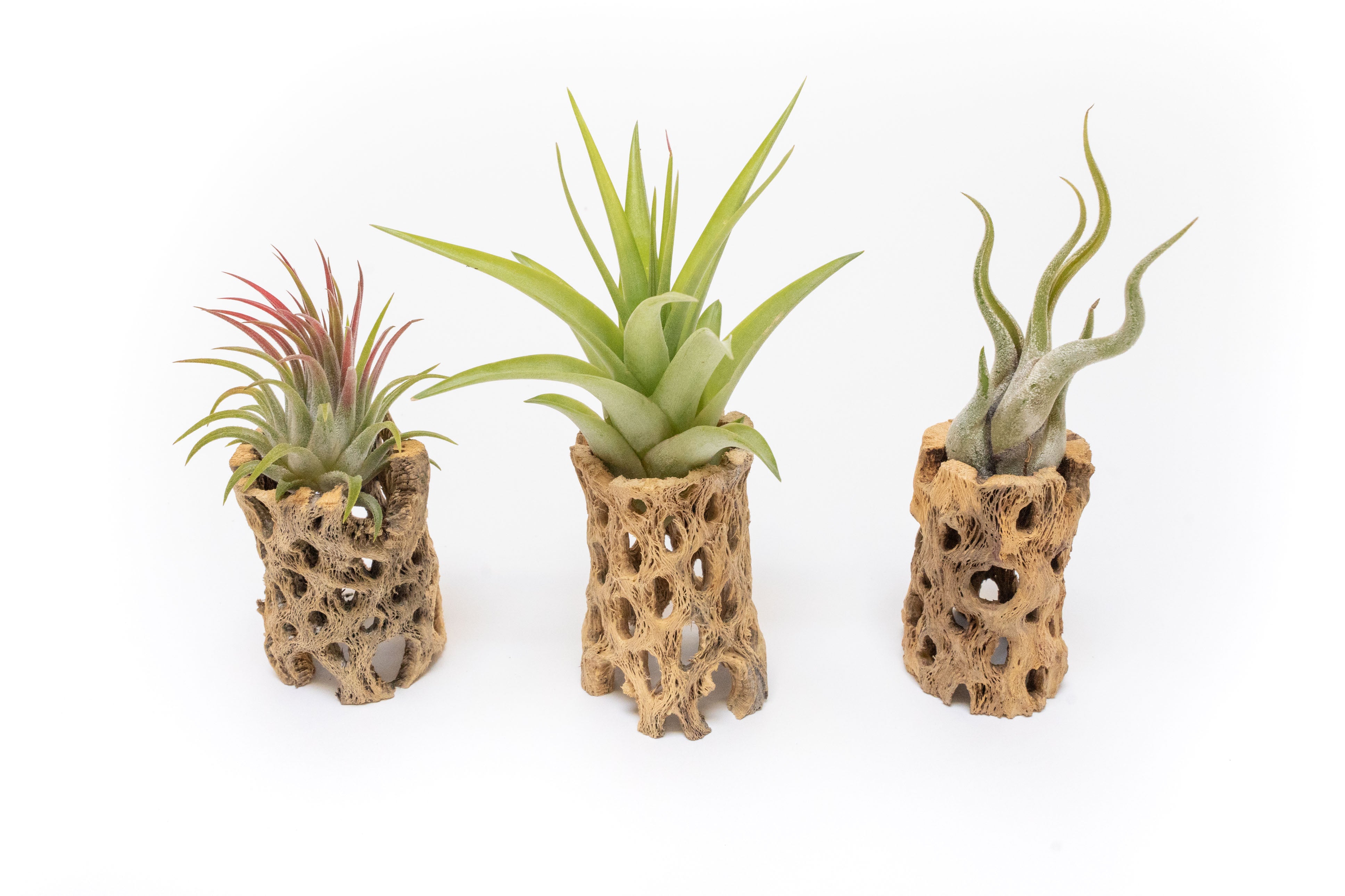 Natural Cholla Wood Container