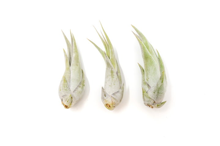 three tillandsia circinata air plants