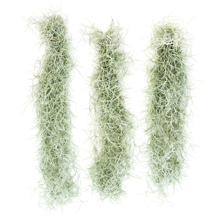 Colombia Thick Spanish Moss - Tillandsia Usneoides - Large Clumps