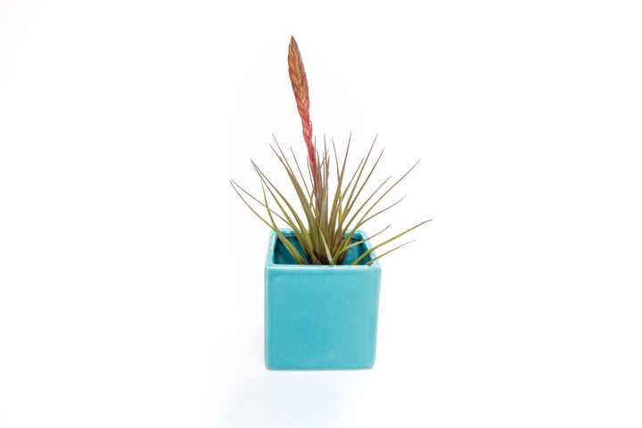 blue ceramic cube planter with blooming tillandsia melanocrater air plant