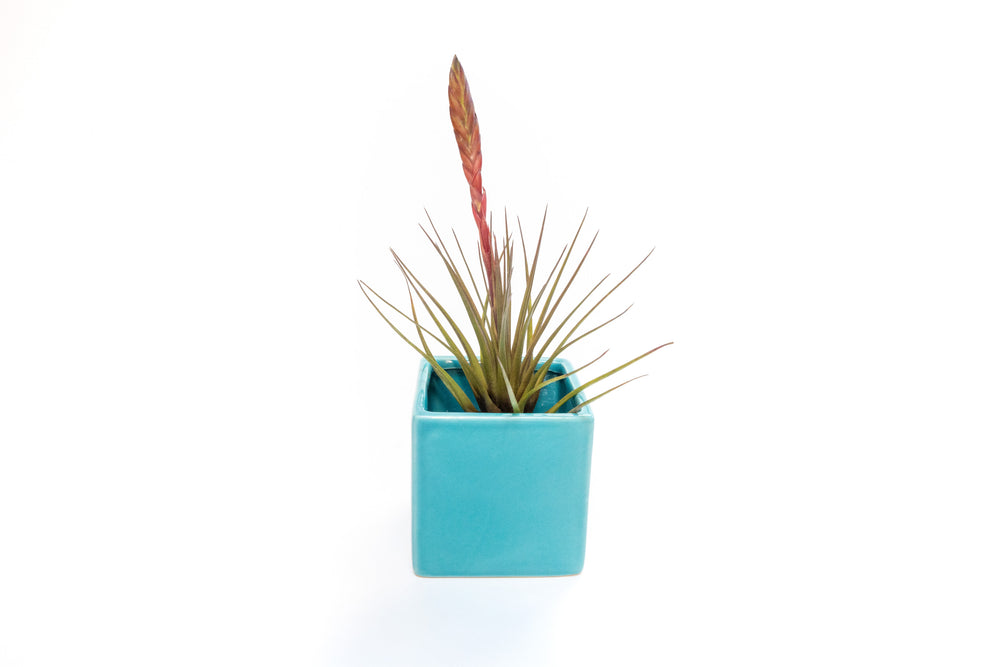 blue ceramic cube container with blooming tillandsia melanocrater
