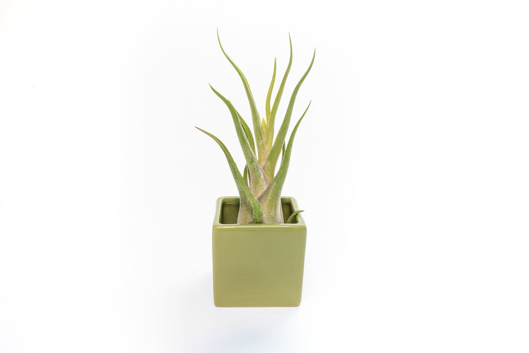 green ceramic cube planter with tillandsia caput medusae air plant
