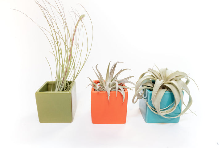 Ceramic Cube Containers with Custom Tillandsia Air Plants / Avocado Green + Sky Blue + Naranja Orange