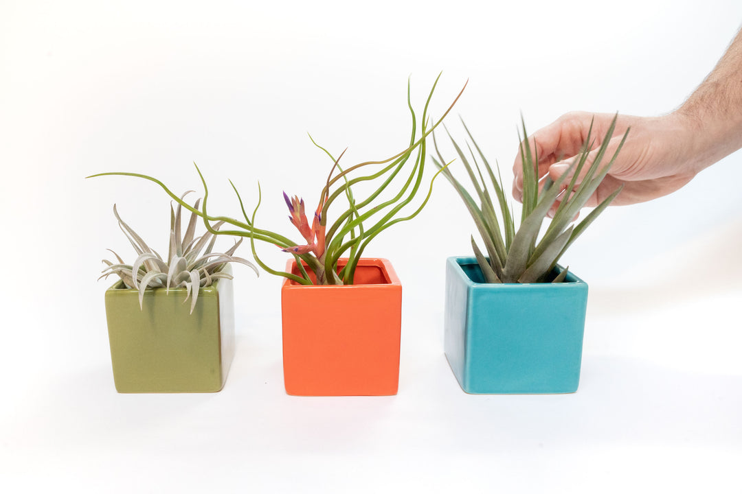 Ceramic Cube Containers with Custom Tillandsia Air Plants / Avocado Green + Sky Blue + Naranja Orange