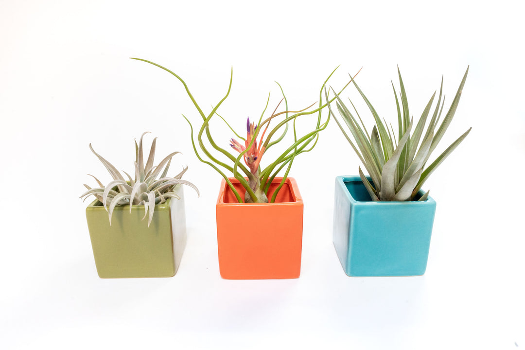 Ceramic Cube Containers with Custom Tillandsia Air Plants / Avocado Green + Sky Blue + Naranja Orange