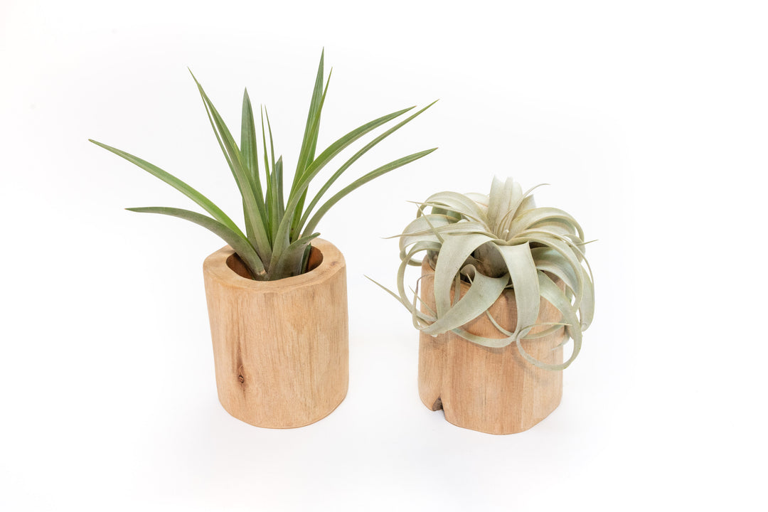 two large driftwood containers with assorted tillandsia air plants