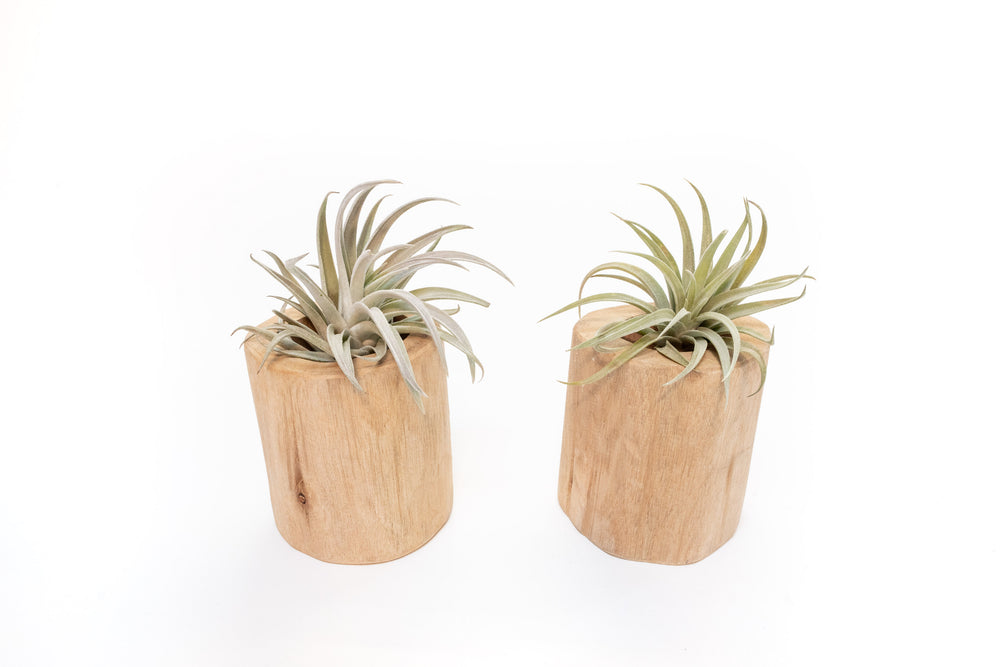 two large driftwood containers with assorted tillandsia air plants