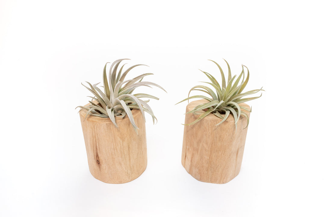 two large driftwood containers with assorted tillandsia air plants
