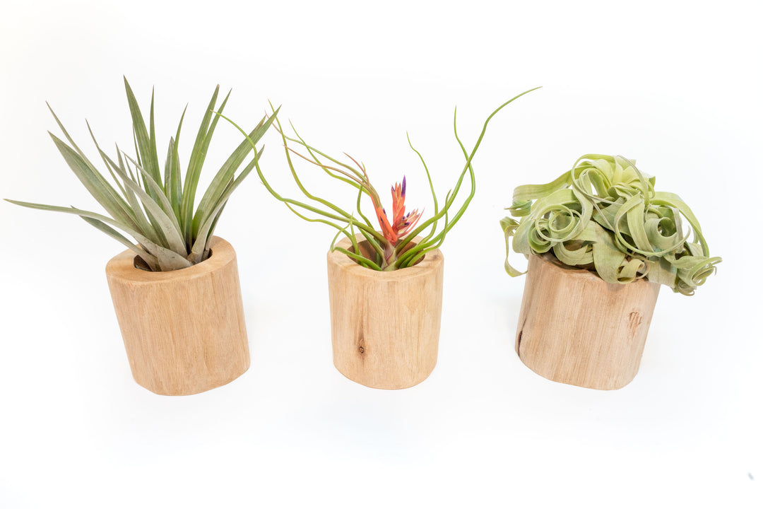 three driftwood containers with assorted tillandsia air plants