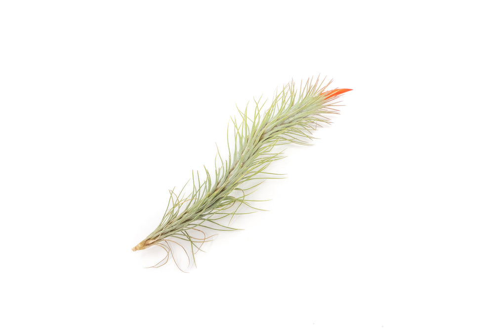 tillandsia funckiana air plant with red bloom