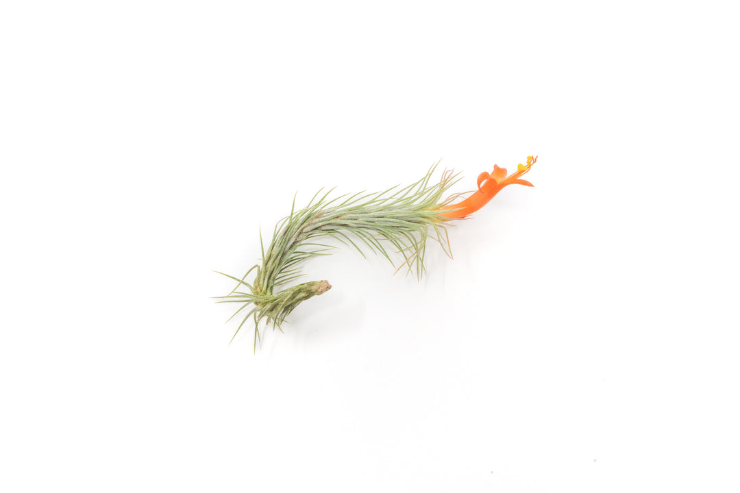 tillandsia funckiana air plant with red flower bloom