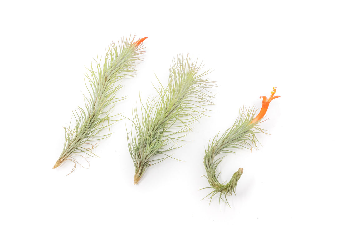 three tillandsia funckiana air plants