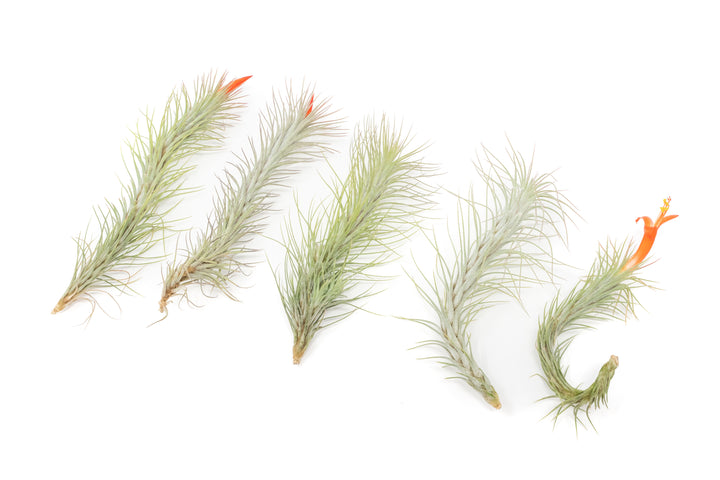 five tillandsia funckiana air plants
