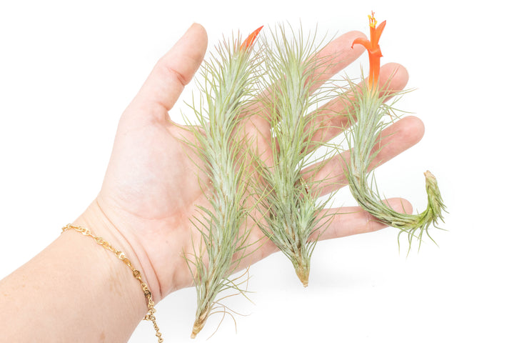 hand holding three tillandsia funckiana air plants
