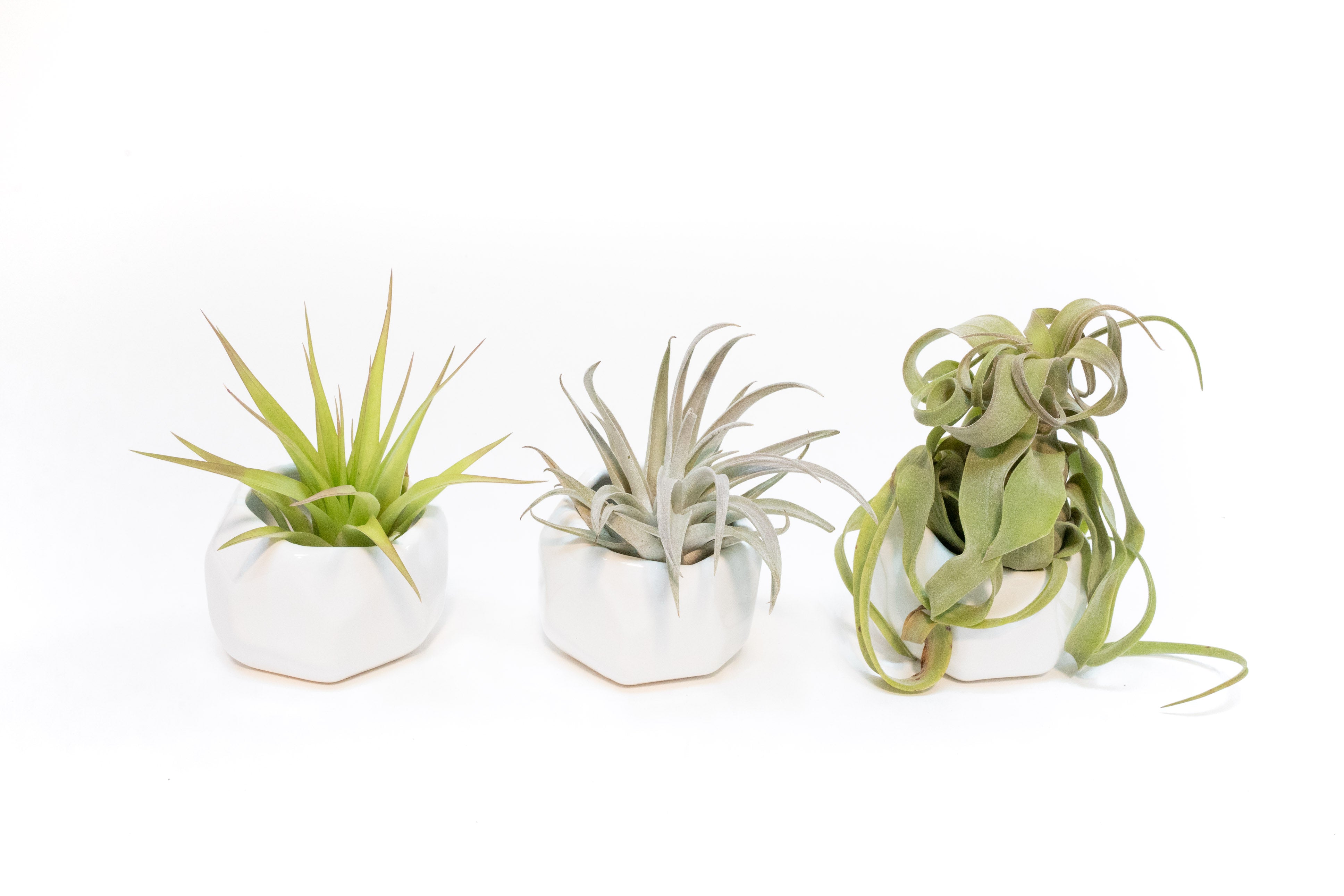 geometric air plant holder Trio of White Geometric Ceramic Containers with Custom Tillandsia Air Plants